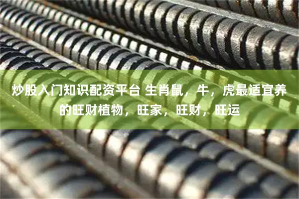 炒股入门知识配资平台 生肖鼠,牛,虎最适宜养的旺财植物,旺家,旺财,旺运